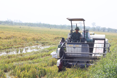 “Tỷ phú lúa” ở xã Phùng Chí Kiên